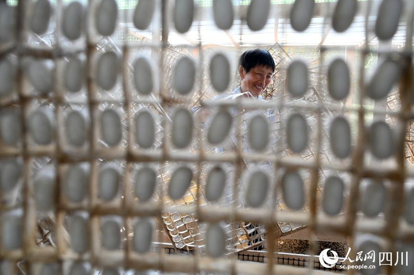 養(yǎng)蠶業(yè)が農(nóng)民の所得増を後押し　四川省內(nèi)江