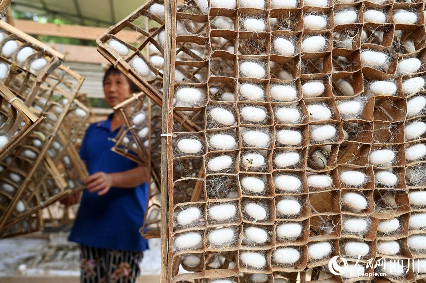 養(yǎng)蠶業(yè)が農(nóng)民の所得増を後押し　四川省內(nèi)江