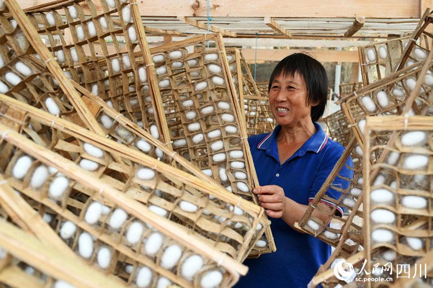 養(yǎng)蠶業(yè)が農(nóng)民の所得増を後押し　四川省內(nèi)江