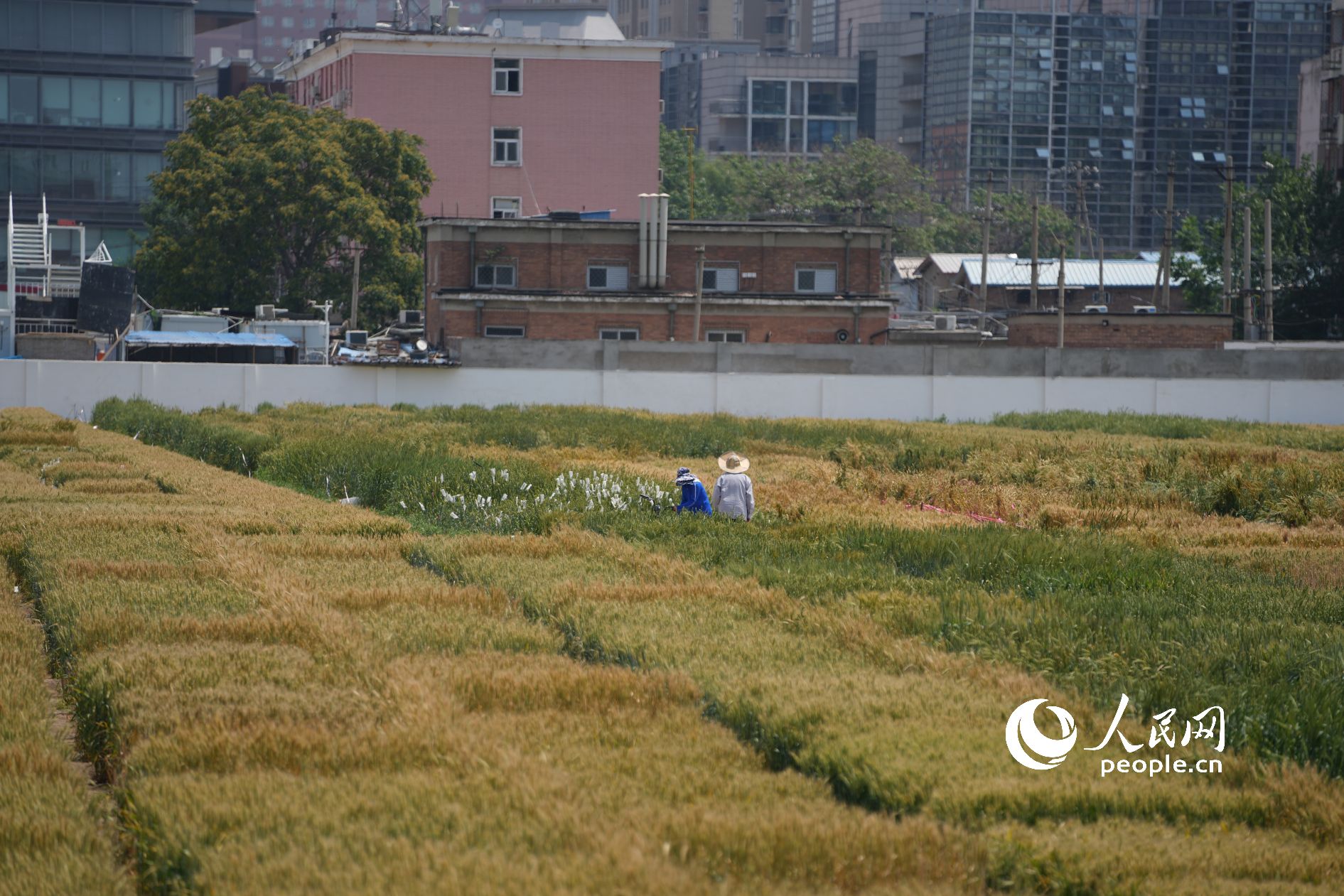 「最も高価な麥畑」は今年も豊作に？　北京