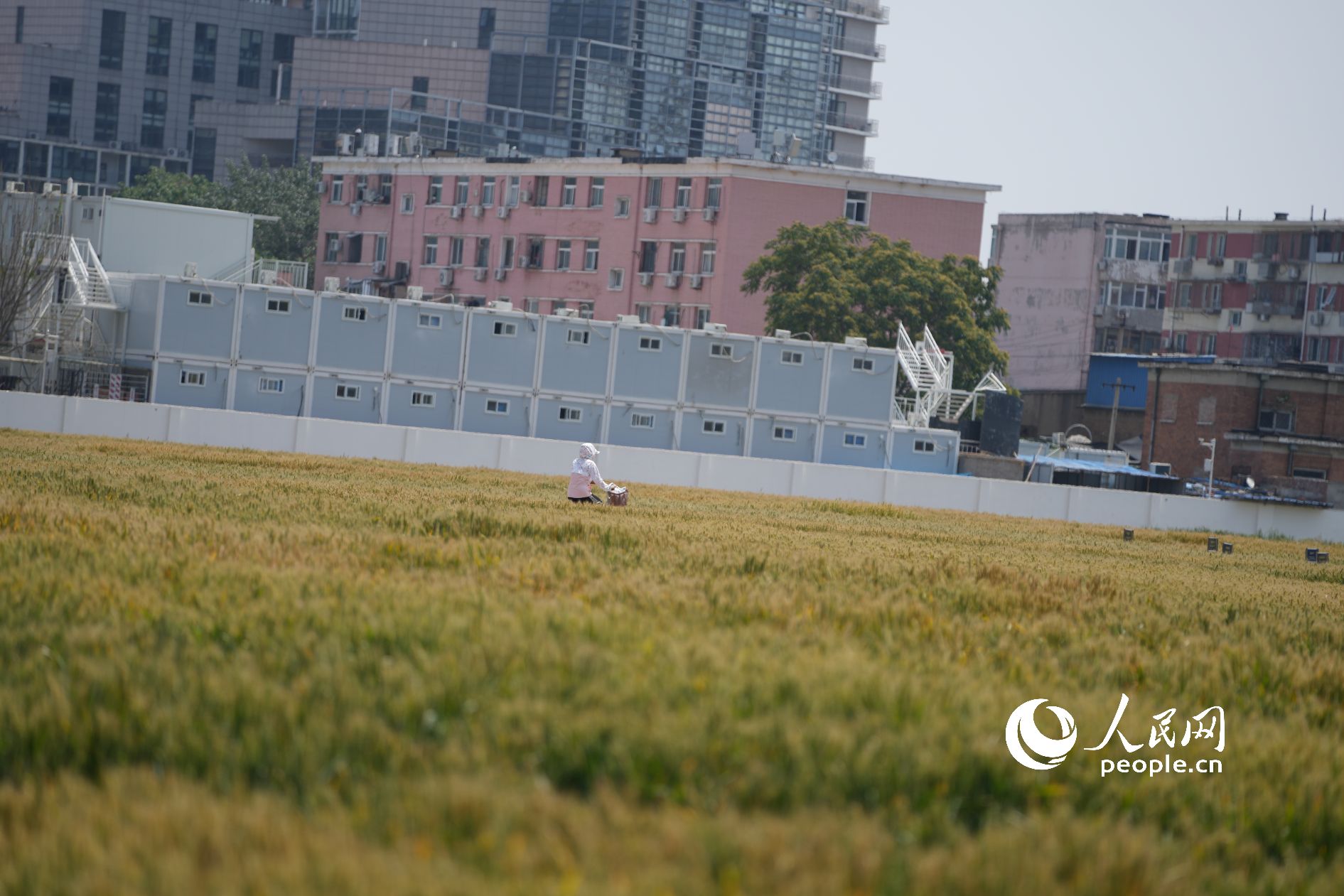 「最も高価な麥畑」は今年も豊作に？　北京