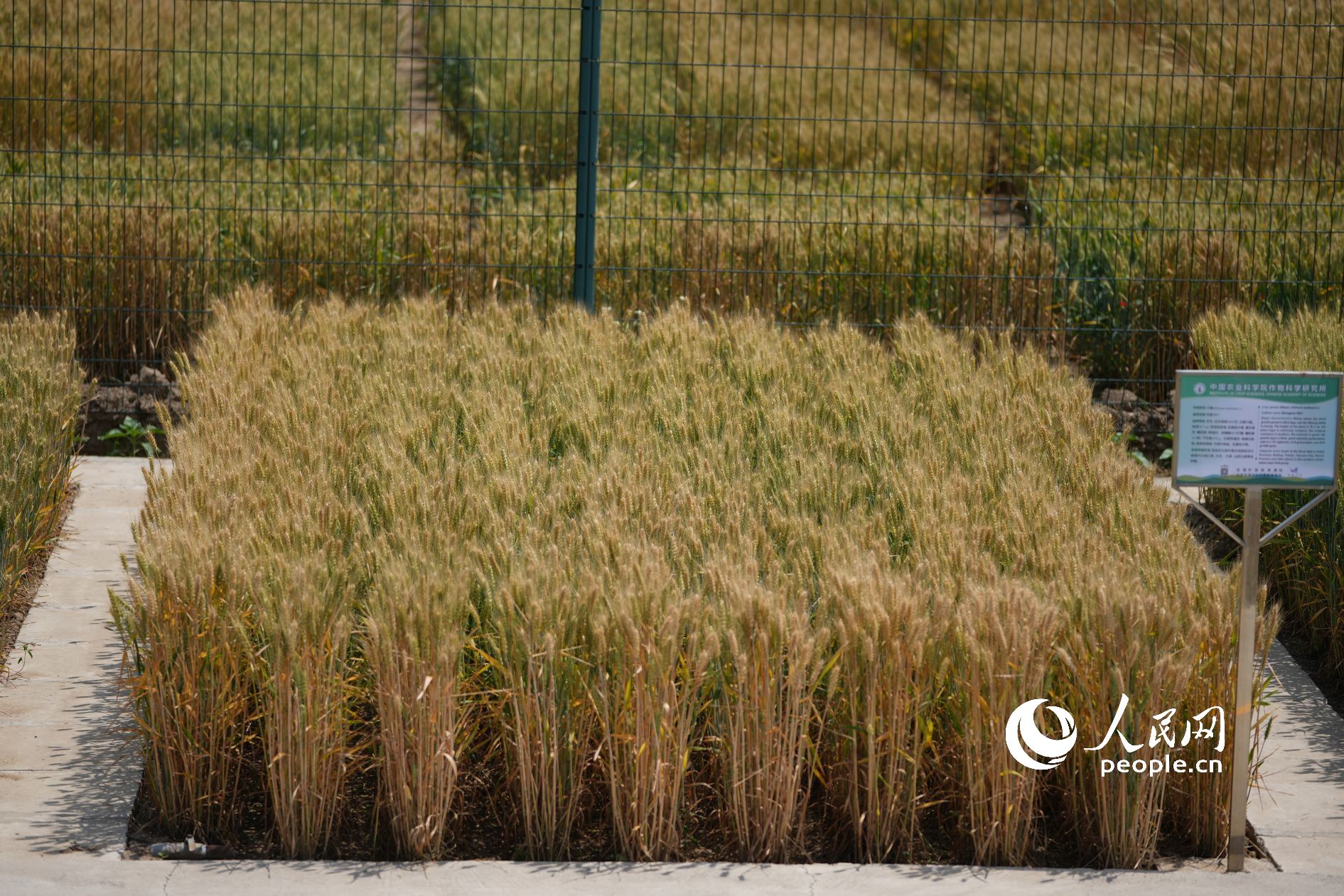 「最も高価な麥畑」は今年も豊作に？　北京