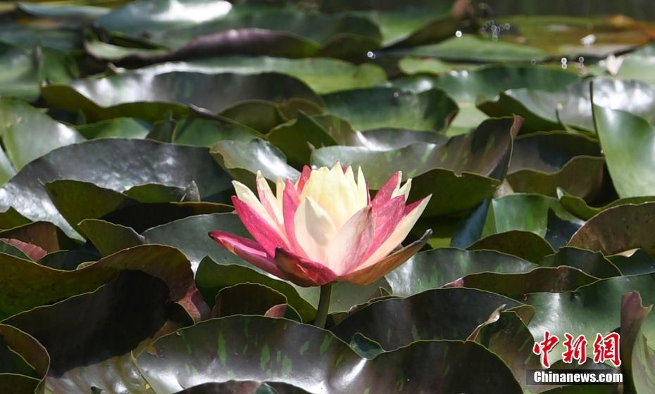 浙江省杭州市にある良渚古城遺跡公園で咲き誇るツートンカラーのスイレン（5月29日撮影?王剛）。