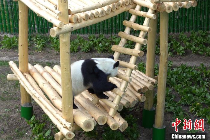 パンダの「豪邸」が完成？　黒竜江省亜布力パンダ館