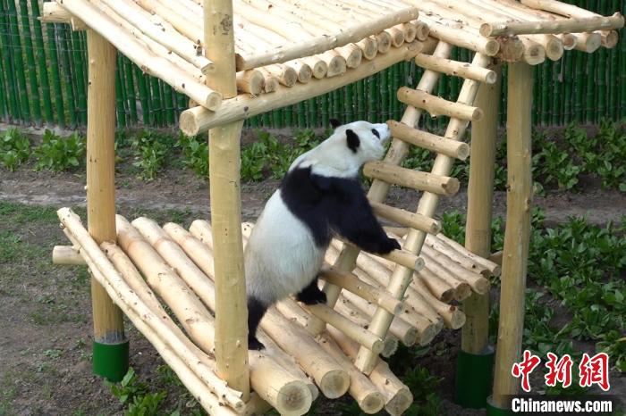 パンダの「豪邸」が完成？　黒竜江省亜布力パンダ館