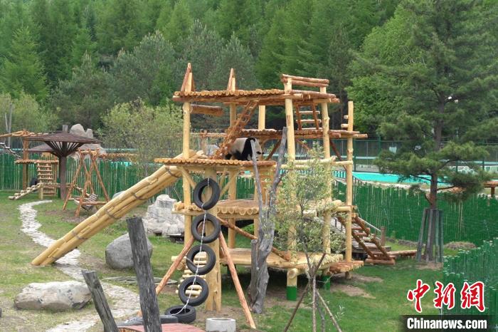 パンダの「豪邸」が完成？　黒竜江省亜布力パンダ館