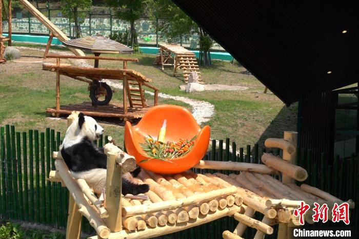 パンダの「豪邸」が完成？　黒竜江省亜布力パンダ館