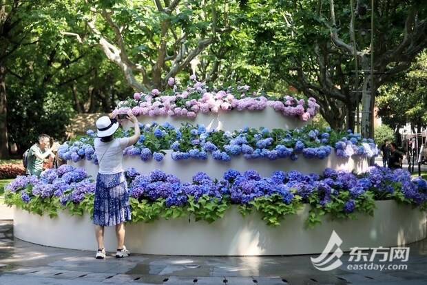 上海の公園に設(shè)置された「アジサイケーキ」が話題に