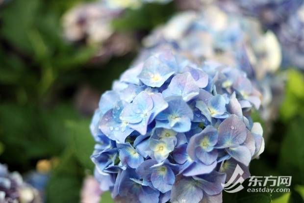 上海の公園に設(shè)置された「アジサイケーキ」が話題に