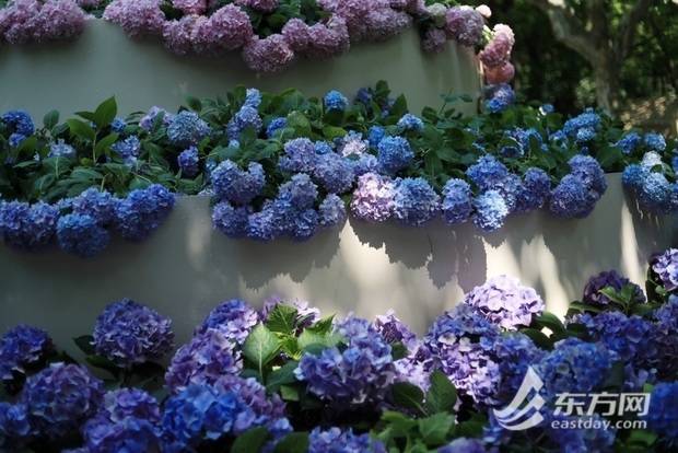 上海の公園に設(shè)置された「アジサイケーキ」が話題に