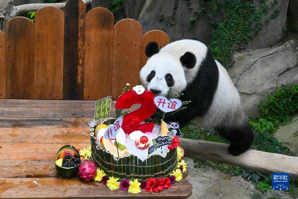 マレーシアのジャイアントパンダ「昇諠」が2歳に