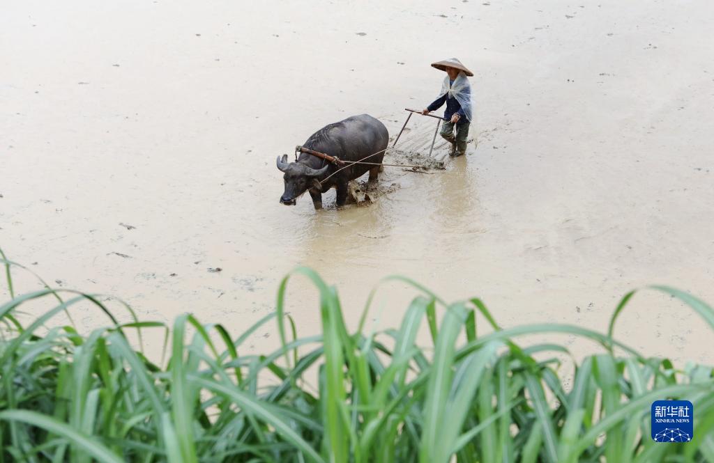 6月5日、貴州省黔東南苗（ミャオ）族侗（トン）族自治州施秉県雙井鎮(zhèn)翁西村の田んぼで代かきをする男性。（撮影?邰勝智）