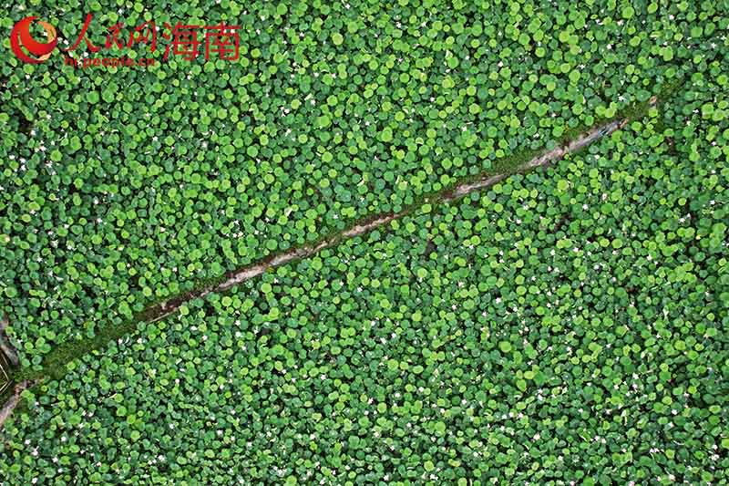 ハスが開花し、本格的に夏が到來している海南省文昌