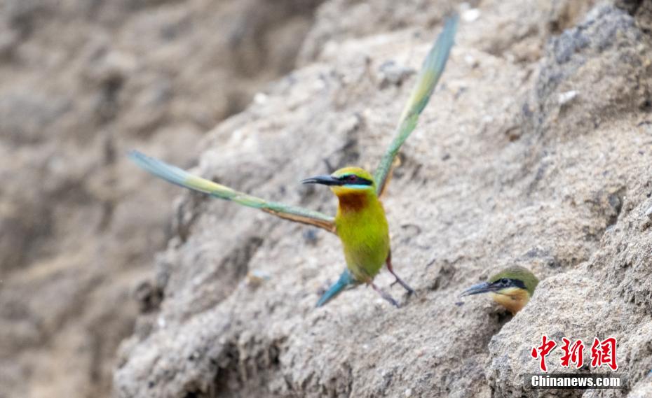 繁殖期を迎えた「中國で最も美しい鳥」　海南省澄邁