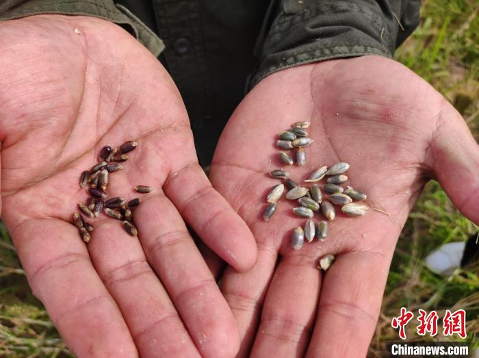 人より背が高い彩色小麥の莖はストローも作れる！　河南省新郷