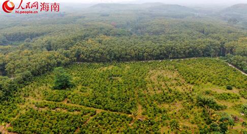 航空撮影した海南の海墾熱作産業(yè)集団のコーヒープランテーション。（撮影?孟凡盛）