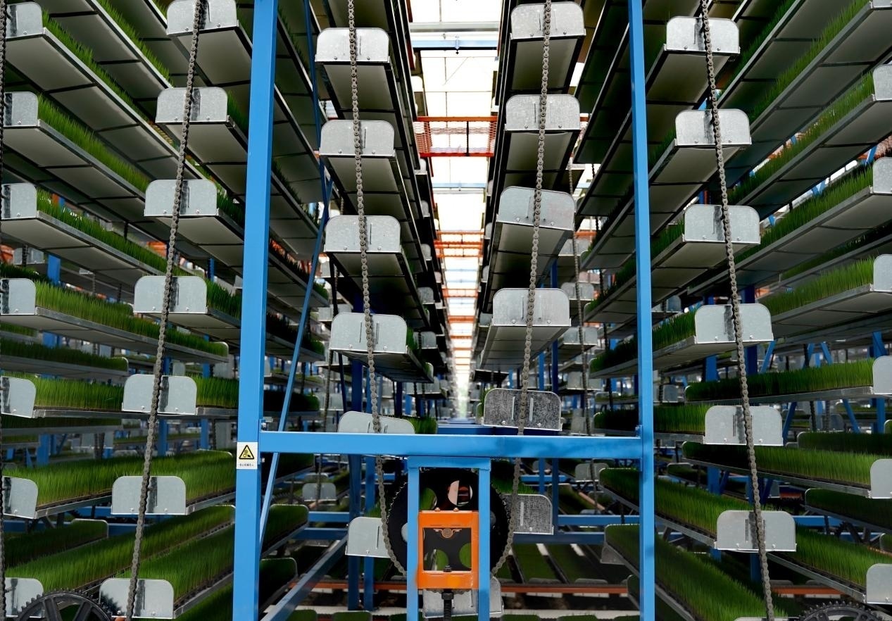 循環(huán)移動(dòng)型育苗設(shè)備。撮影?王鋭