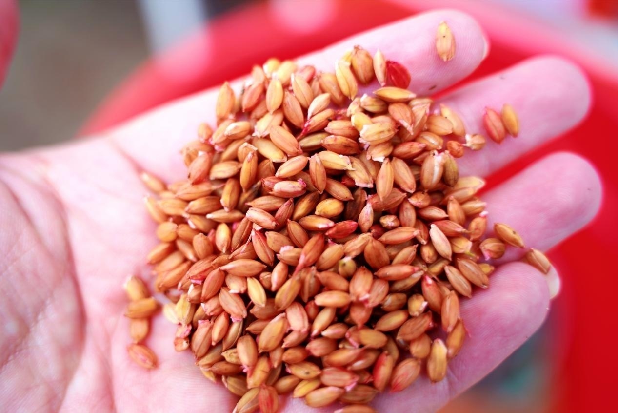 間もなく育苗ケースに撒かれる麥の種。撮影?王鋭