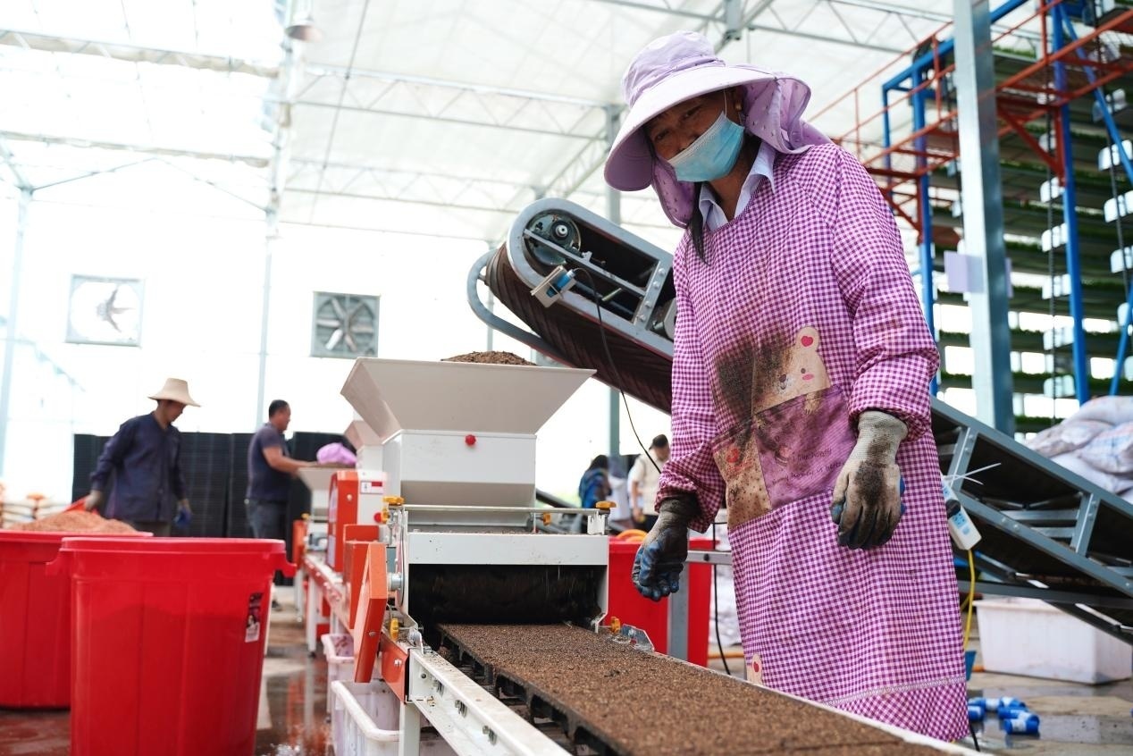 育苗ケースの覆土狀況をチェックする生産ラインの作業(yè)員。撮影?王鋭