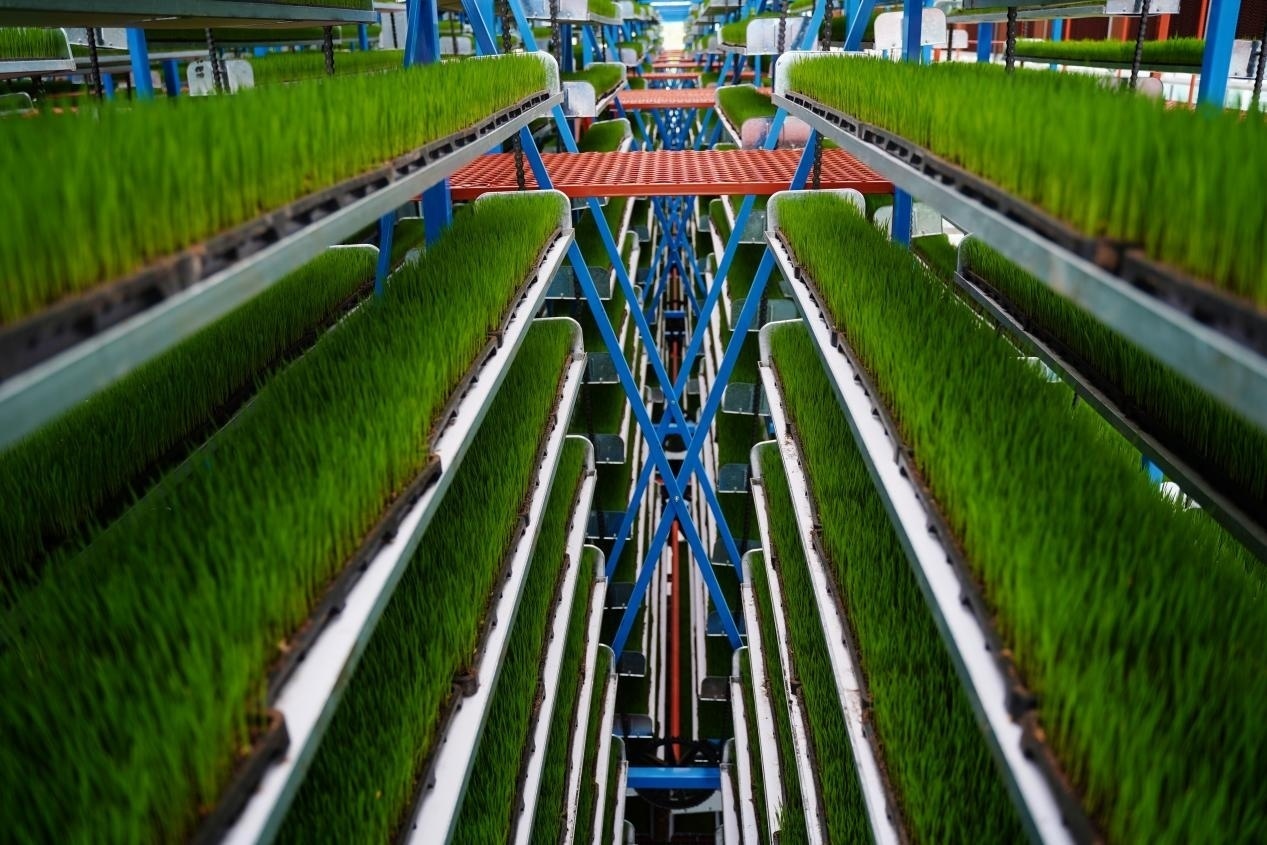 育苗センターで「エレベーター」に次々に乗る苗。撮影?王鋭