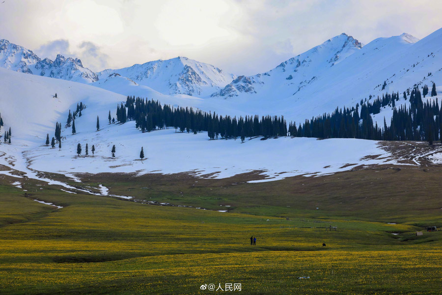 高原を一面の黃色に染めたキンレンカ　新疆