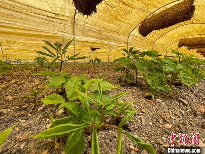 専用のビニールハウスで栽培されている西洋人參（撮影?蒼雁）。