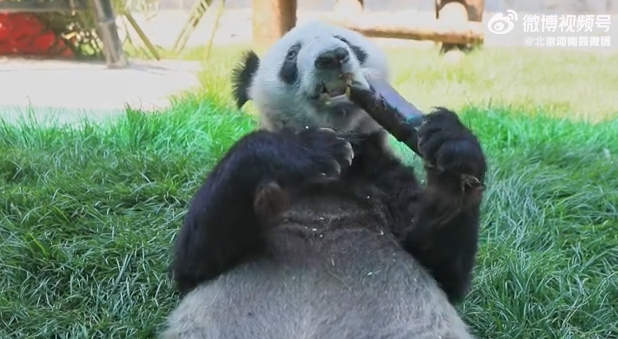 パンダ「丫丫」の食事風景をとらえた動畫を公開　北京