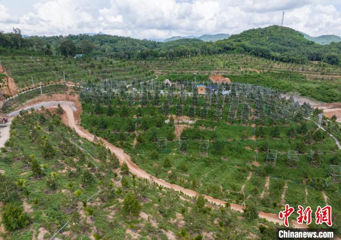 「樹上完熟」近づく第一陣の國(guó)産ドリアン　海南省三亜