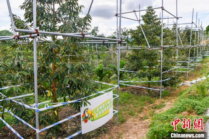 「樹上完熟」近づく第一陣の國産ドリアン　海南省三亜