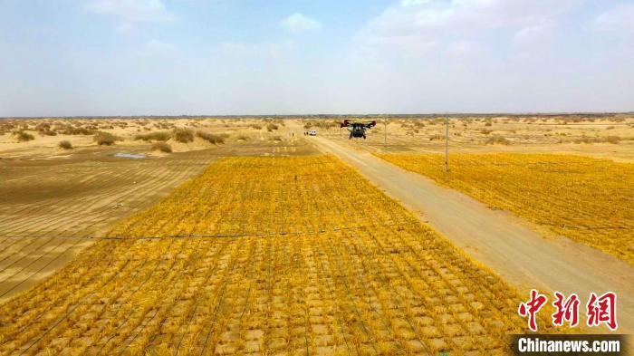 種をまくドローン。ドローン1臺(tái)で1日當(dāng)たり40‐47ヘクタールの土地にラフマの種をまくことができる。撮影?汪志鵬