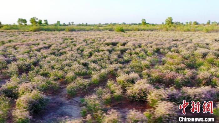尉犁県の約10萬(wàn)7000ヘクタールの土地に生育している野生のラフマ。撮影?汪志鵬