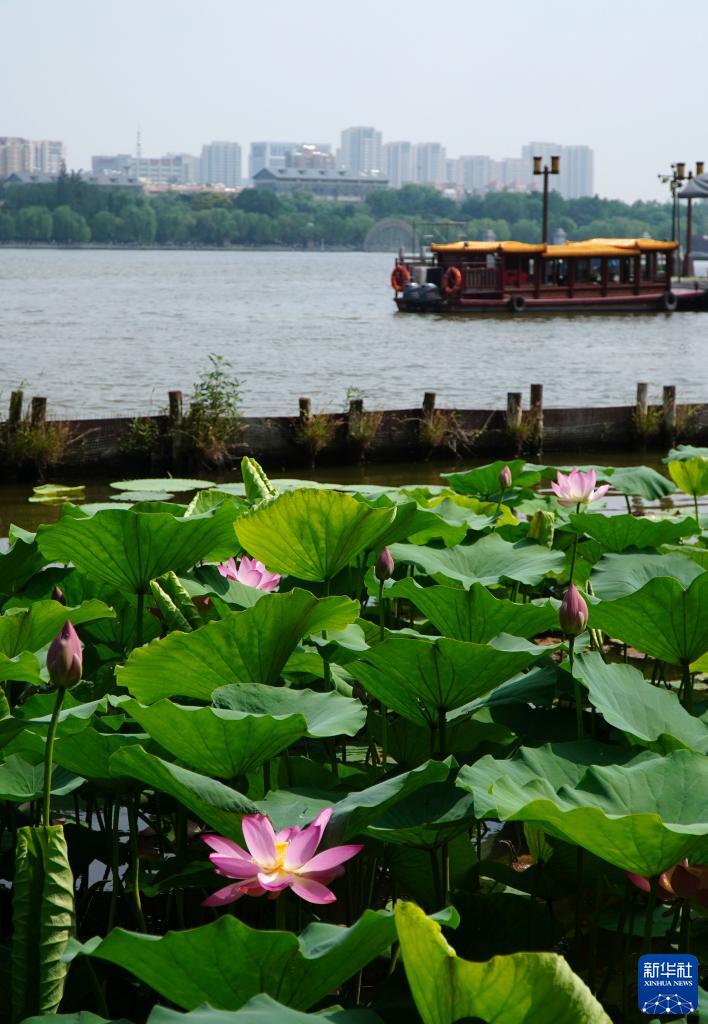 夏が到來した大明湖でハスの花が満開に　山東省済南