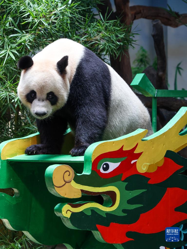長隆野生動(dòng)物世界のパンダも端午節(jié)の文化を「體験」　広東省広州