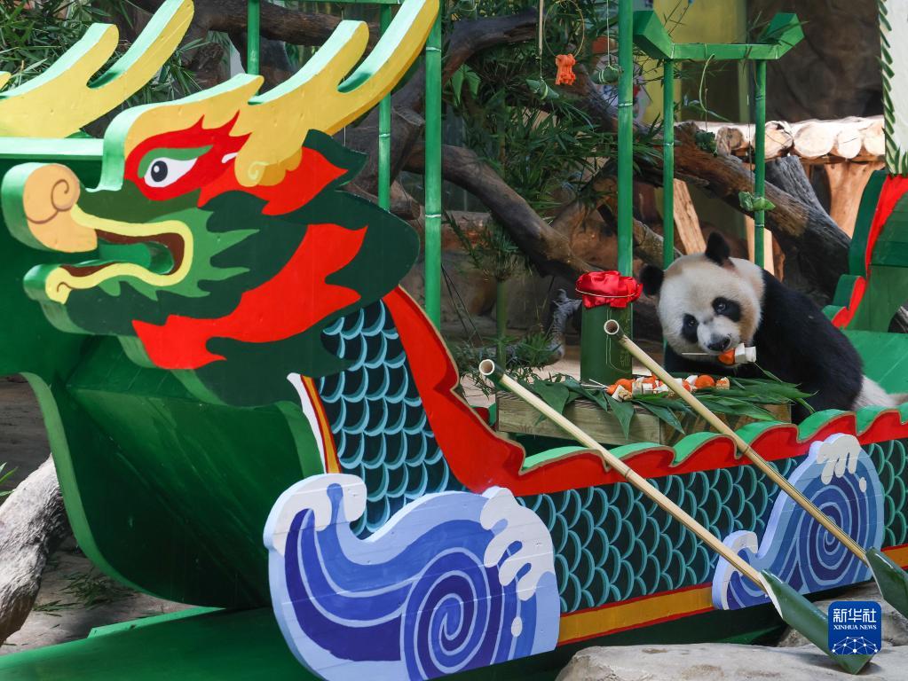 長(zhǎng)隆野生動(dòng)物世界のパンダも端午節(jié)の文化を「體験」　広東省広州