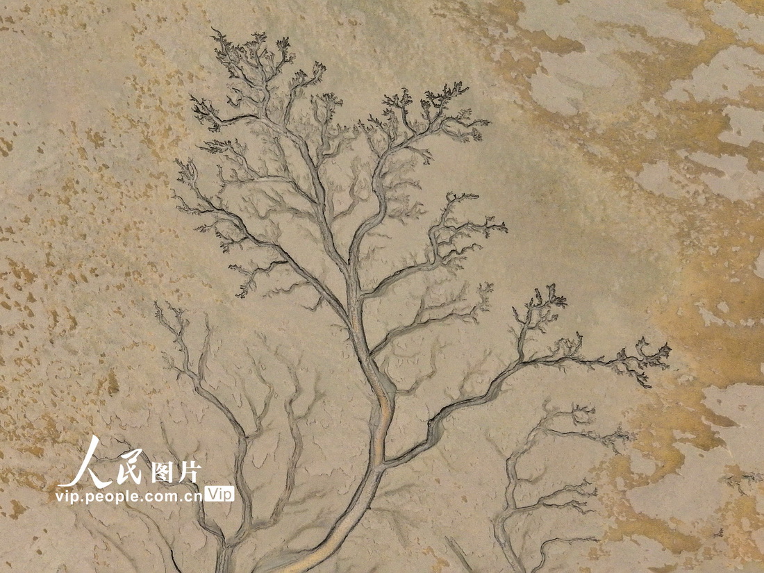 干潮となった銭塘江の河口に出現(xiàn)した樹木のような模様（6月23日、撮影?唐方校/寫真著作権は人民図片が所有のため転載禁止）。