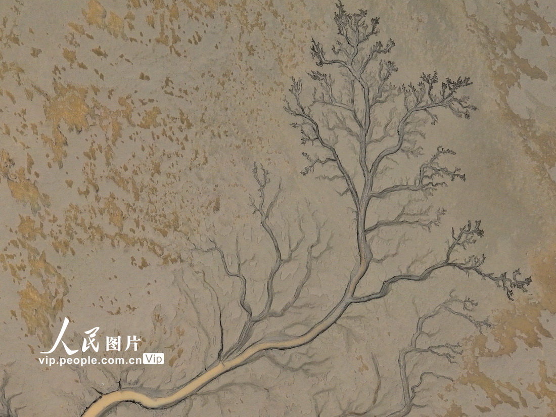 干潮となった銭塘江の川底に樹木のような模様が出現(xiàn)　浙江省