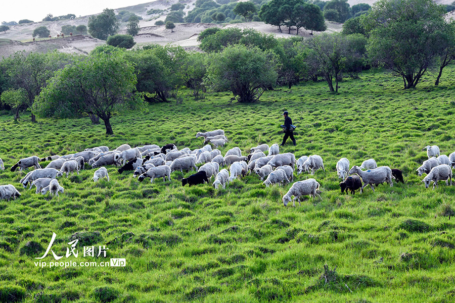 美しい夏の草原　內(nèi)蒙古赤峰