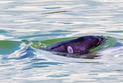 赤ちゃんスナメリの體に現(xiàn)れた白い大きな斑點（撮影?楊河）。