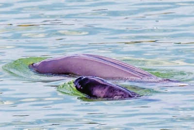 さらに大きくなった赤ちゃんスナメリ（寫真下）の白い斑點（撮影?楊河）。