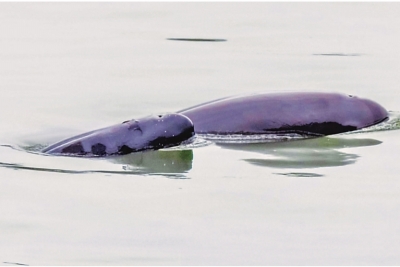 脫皮が始まった赤ちゃんスナメリ（寫真左、撮影?楊河）。