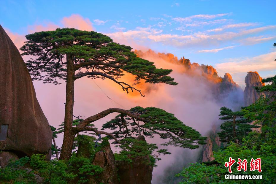 夕焼けをバックにした迎客松（撮影?李培生）。