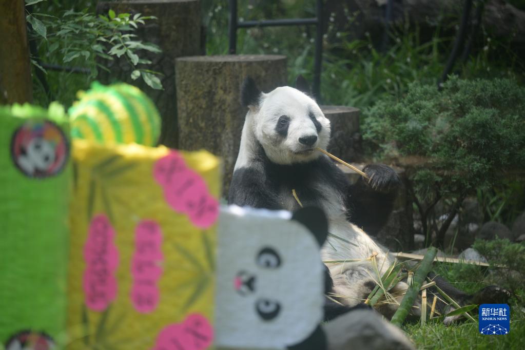  7月1日、メキシコの首都メキシコシティにあるチャプルテペック動物園で撮影されたパンダの「欣欣」（撮影?辛悅衛(wèi)）。