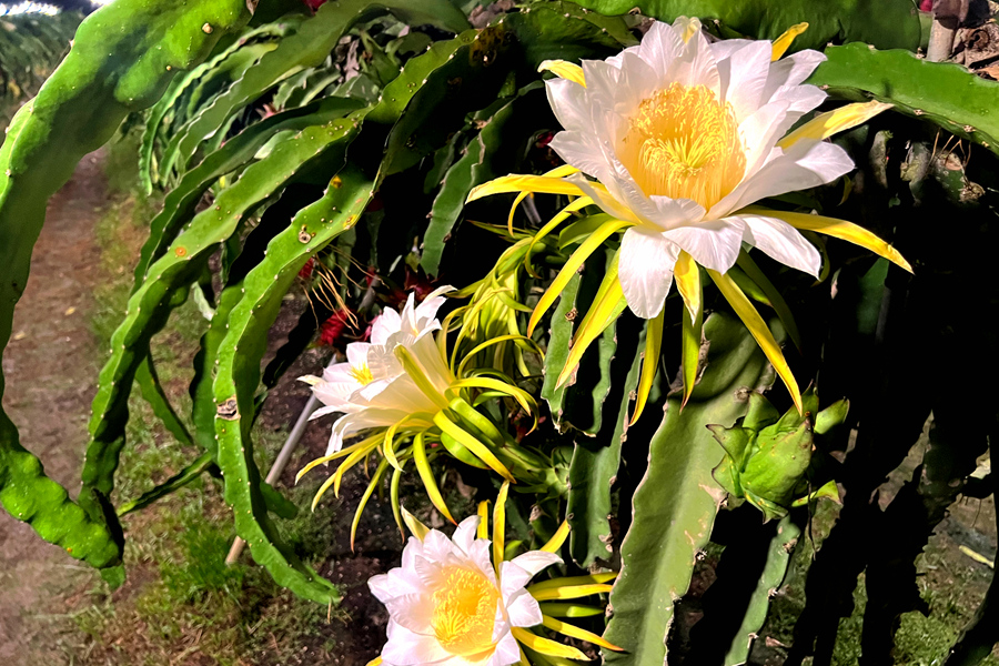 ドラゴンフルーツの白い大輪の花が人々を魅了　福建省廈門(mén)