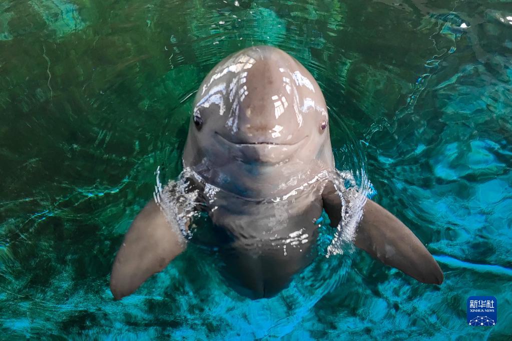 世界で初となる人工繁殖で生まれた長江スナメリが18歳に