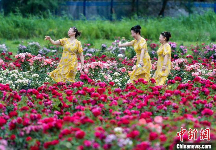 満開(kāi)迎えた広大なバラ園　新疆