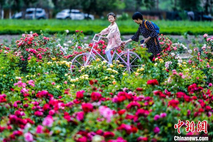 満開(kāi)迎えた広大なバラ園　新疆