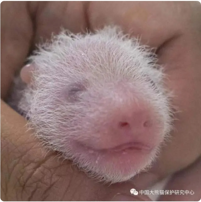 韓國(guó)に貸與中のジャイアントパンダ「華妮」が雙子を出産