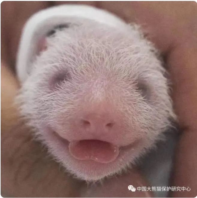 韓國に貸與中のジャイアントパンダ「華妮」が雙子を出産