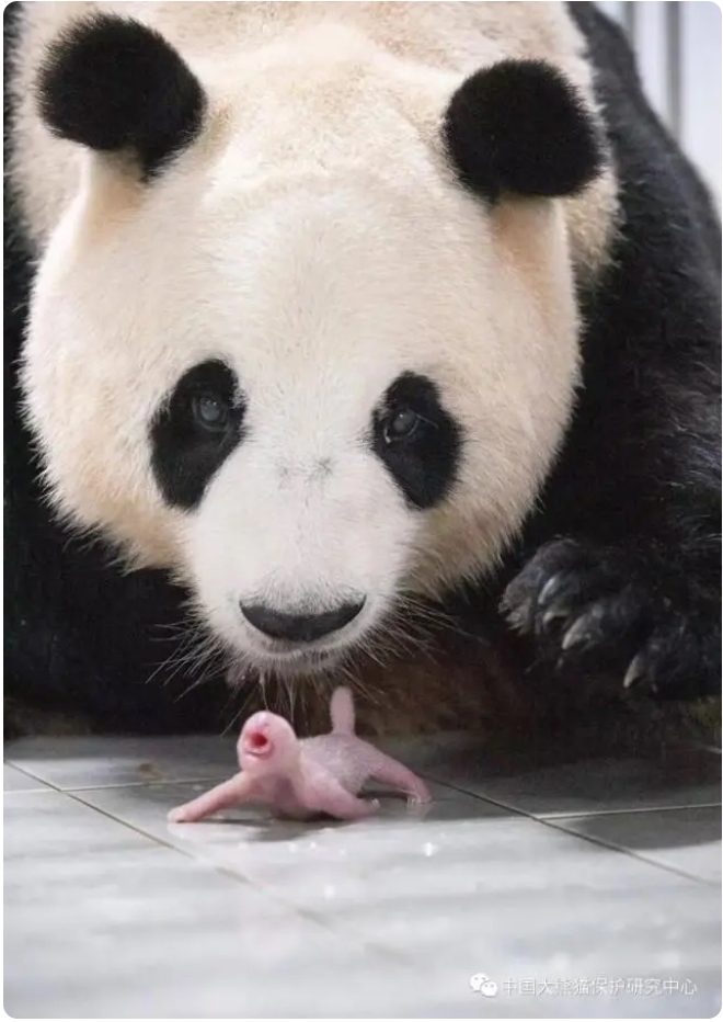 韓國(guó)に貸與中のジャイアントパンダ「華妮」が雙子を出産