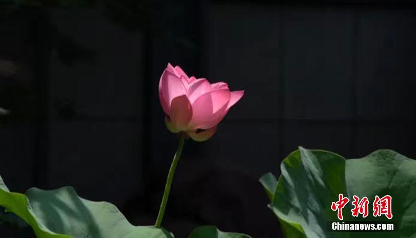 千年の時(shí)を経て花開いたハスの花　浙江省麗水市